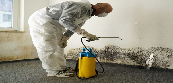 How Mold Experts Can Safeguard Your Family’s Health