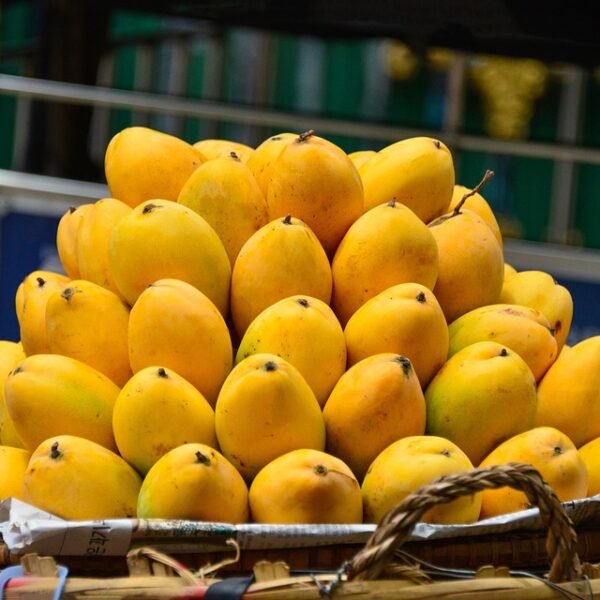 Fresh Mangoes: Nature’s Juiciest Gift to Mankind