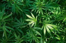 Medical Marijuana and Chronic Pain Relief: What Science Really Says