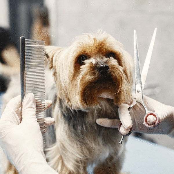 Ways to Make Your Dog Grooming Franchise Stand Out From Competitors