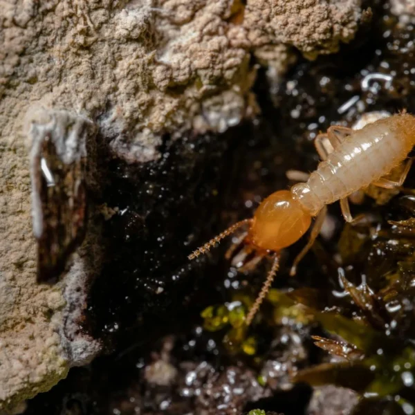 Why Termite Inspections Are Essential for Homeowners in Beaumont