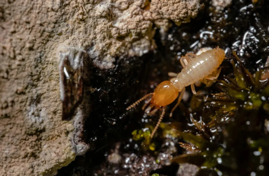 Why Termite Inspections Are Essential for Homeowners in Beaumont