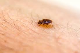 8 Reasons Professional Treatment Is the Best Solution for Bed Bugs