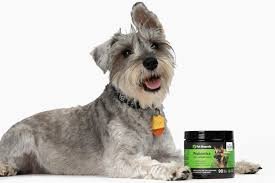 Ease Digestive Upsets in Dogs with the Right Probiotics