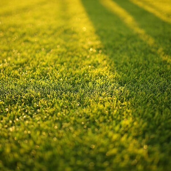 Ranking the Best Turf Cleaning Methods for a Polished Garden Environment