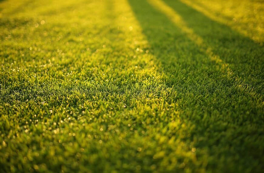 Ranking the Best Turf Cleaning Methods for a Polished Garden Environment