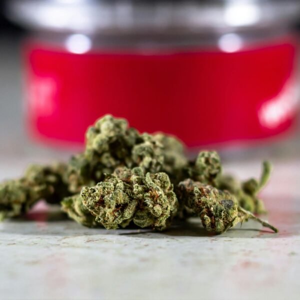 8 Reliable Options for Buying Seeds Safely