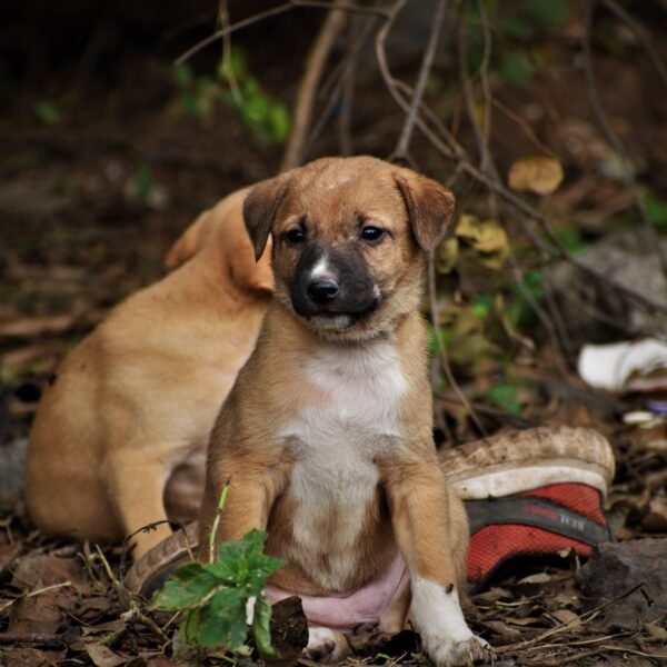 Healthcare Attributes to be Prepared for Before Adopting a Puppy