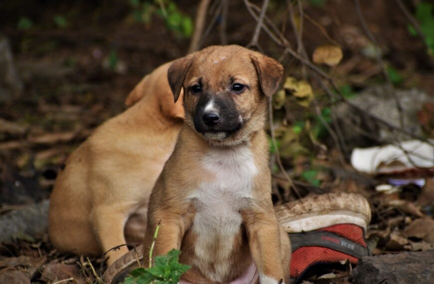 Healthcare Attributes to be Prepared for Before Adopting a Puppy