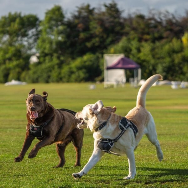 How to Build the Best Play Area for Both You and Your Dog