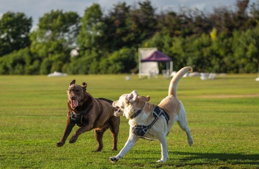 How to Build the Best Play Area for Both You and Your Dog