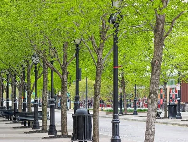 Effective Pruning Techniques for Urban Trees in Rock Hill, SC