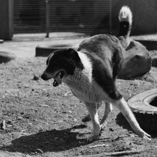 4 Business Benefits of Investing in the Pet Retail Industry