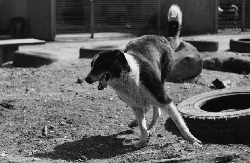 4 Business Benefits of Investing in the Pet Retail Industry