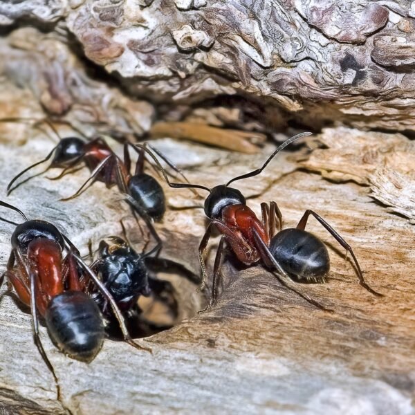 North Carolina’s Critters: What Will You Find in Residential Areas?