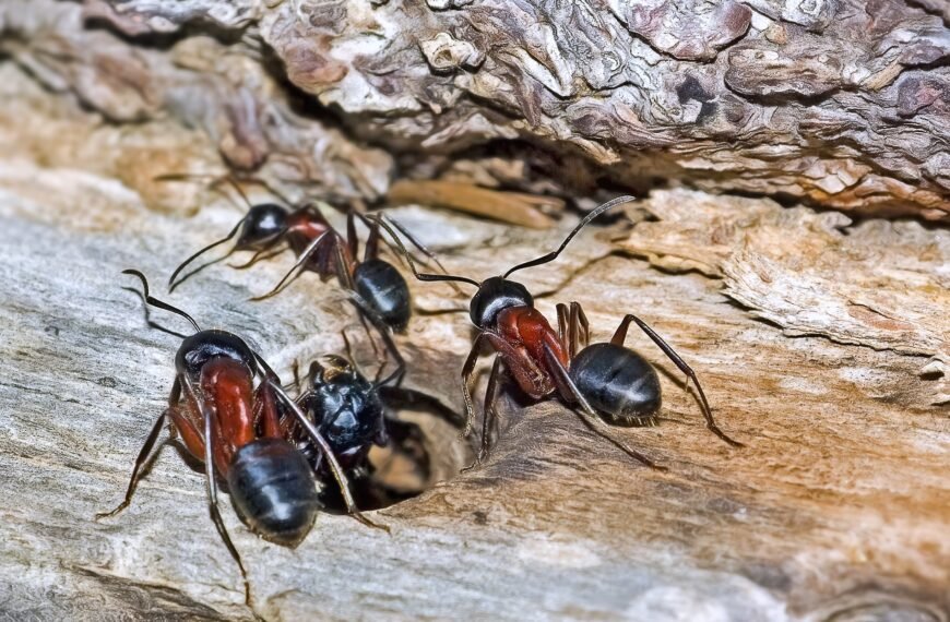 North Carolina’s Critters: What Will You Find in Residential Areas?