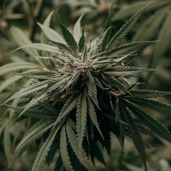 How Experienced Consumers Evaluate Cannabis Before Buying
