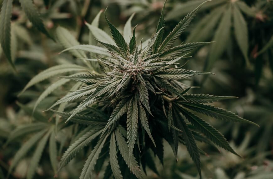How Experienced Consumers Evaluate Cannabis Before Buying