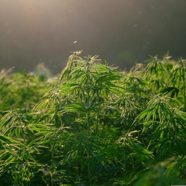 Cannabis and Aging: Potential Effects on Cognitive Health in Older Adults