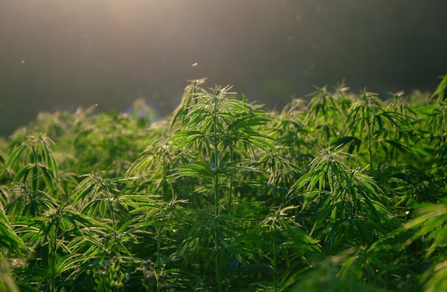 Cannabis and Aging: Potential Effects on Cognitive Health in Older Adults